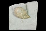 Cystoid (Holocystites) Fossil - Indiana #138843-1